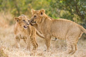Obraz na płótnie Canvas Lion cubs (Panthera leo) waiting for mother to return, Masai Mara, Kenya