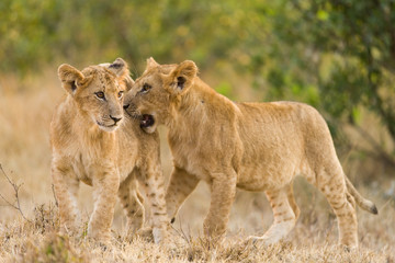 Fototapeta na wymiar Lion cubs (Panthera leo) waiting for mother to return, Masai Mara, Kenya