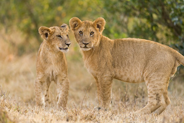 Lion cubs (Panthera leo) waiting for mother to return, Masai Mara, Kenya