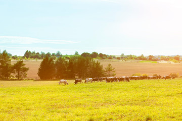 A herd of cows graze on the field - agricultural background.