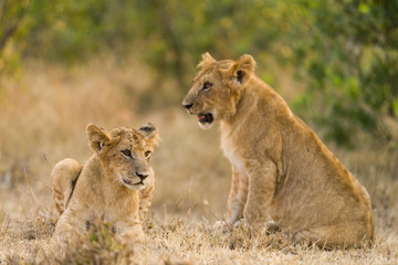 Fototapeta na wymiar Lion cubs (Panthera leo) waiting for mother to return, Masai Mara, Kenya