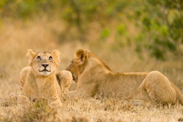 Naklejka na ściany i meble Lion cubs (Panthera leo) waiting for mother to return, Masai Mara, Kenya