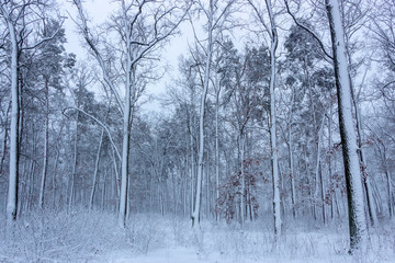 Concept winter beauty. Hardwood. With bare trees covered with snow.