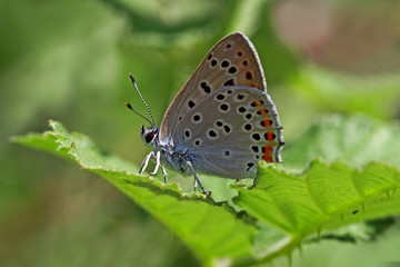 Obraz na płótnie Canvas Büyük mor bakır kelebeği ; Lycaena alciphron butterfly