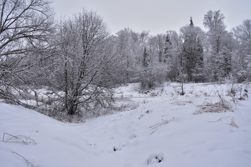 Obraz premium winter in the forest