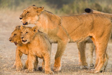 Mother lion (Panthera leo) with cubs, Masai Mara, Kenya