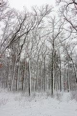 Concept winter beauty. Hardwood. With bare trees covered with snow.