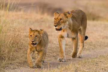 Obraz na płótnie Canvas Mother lion (Panthera leo) with cubs, Masai Mara, Kenya