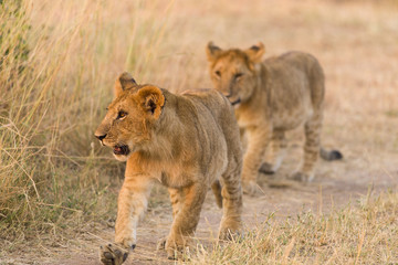 Lion cubs (Panthera leo) walking on dusty path, Masai Mara, Kenya