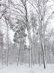 Concept winter beauty. Hardwood. With bare trees covered with snow.