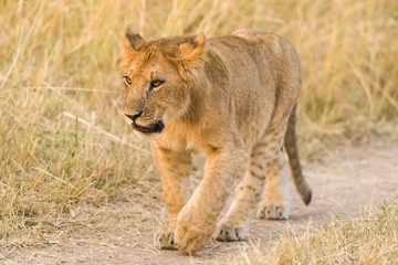 Lion cub (Panthera leo) walking on dusty path, Masai Mara, Kenya