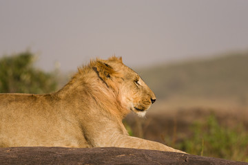 Lion sitting on rocky outcrop resting (panthera leo), Masai Mara National Game Park Reserve, Kenya, East Africa