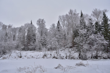 forest in winter