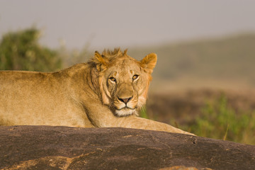 Lion sitting on rocky outcrop resting (panthera leo), Masai Mara National Game Park Reserve, Kenya, East Africa