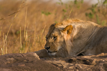 Lion sitting on rocky outcrop resting (panthera leo), Masai Mara National Game Park Reserve, Kenya, East Africa