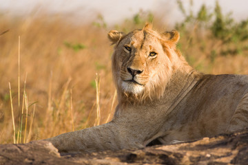 Lion sitting on rocky outcrop resting (panthera leo), Masai Mara National Game Park Reserve, Kenya, East Africa
