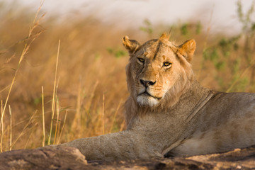 Plakat Lion sitting on rocky outcrop resting (panthera leo), Masai Mara National Game Park Reserve, Kenya, East Africa