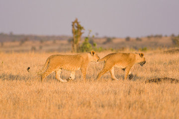Lion (panthera leo) cubs playing as they walk, Masai Mara National Game Park Reserve, Kenya, East Africa