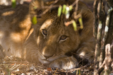 Lion (panthera leo) cub resting in bush, Masai Mara National Game Park Reserve, Kenya, East Africa