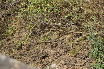 Wild cats are predominantly feral domestic cats in the Southern European countries and mostly European shorthair 