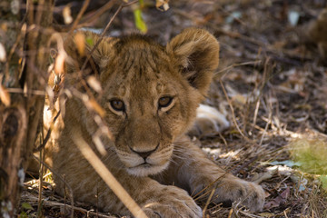 Lion (panthera leo) cub resting in bush, Masai Mara National Game Park Reserve, Kenya, East Africa