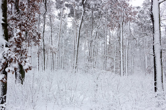 Fototapeta Concept winter beauty. Hardwood. With bare trees covered with snow.