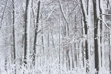 Concept winter beauty. Hardwood. With bare trees covered with snow.