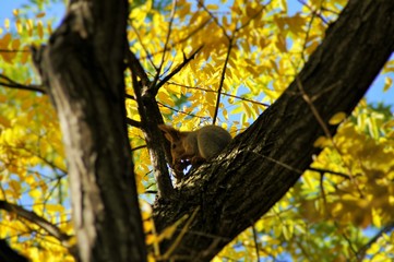 squirrel in a tree