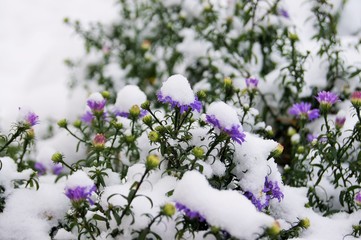 flowers in snow