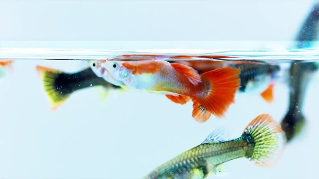 Group of attractive colorful guppy swimming, close up footage.