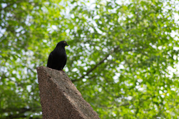 pigeon