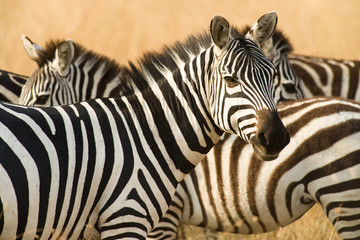 Fototapeta na wymiar Plains Zebra (Equus quagga), Maasai Mara, Kenya