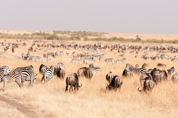 Wildebeest And Zebra Migration in open dry grass, Maasai Mara
