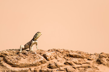 Sun Bathing Agama Lizard