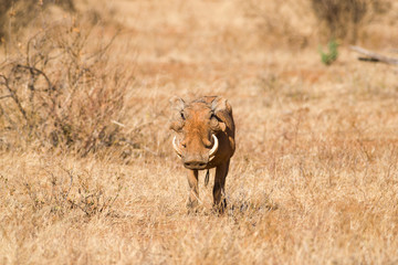 Male warthog (Phacochoerus) in open savanna grass, Samburu National Game Park Reserve, Kenya, East Africa