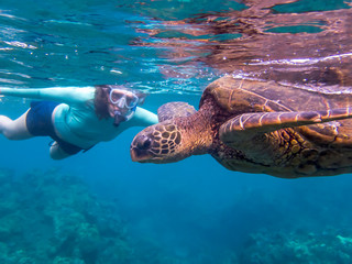 Green Sea Turtle Close Up Profile Underwater with Snorkeler