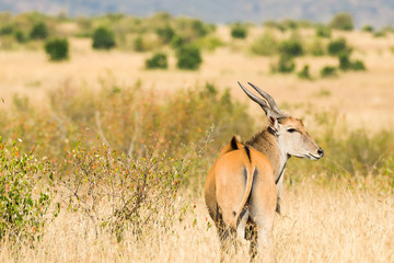 Bull Common Eland (Taurotragus oryx) in high grass, Masai Mara, Kenya