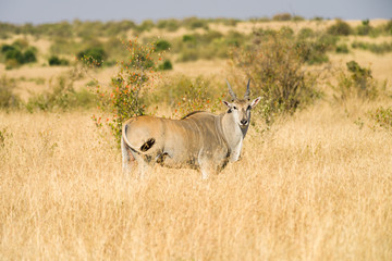 Bull Common Eland (Taurotragus oryx) in high grass, Masai Mara, Kenya