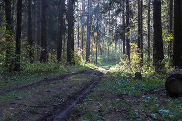 road in the forest