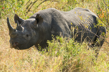 Black Rhino (Diceros bicornis), Maasai Mara, Kenya