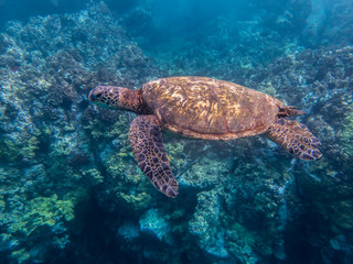 Green sea turtle swimming over reef side angle