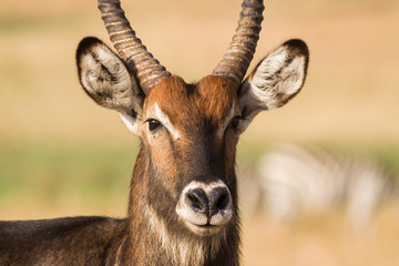 Male waterbuck Antelope (Kobus ellipsiprymnus), Kenya