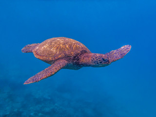 Obraz premium Green Sea Turtle Swimming in Blue Ocean