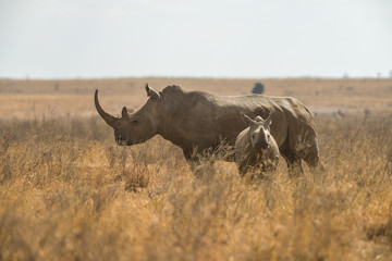 Obraz premium A white rhinoceros or square-lipped rhinoceros (Ceratotherium simum) mother with juvenile calf in tall dry grass, Nairobi National Park, Kenya