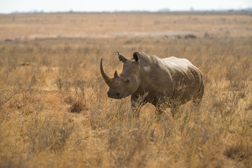 A white rhinoceros or square-lipped rhinoceros (Ceratotherium simum) in tall dry grass, Nairobi...