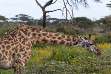 landscape giraffe with birds on back and neck reaching across to bushes in serengeti national park tanzania africa
