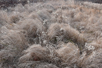 nature, hay, foin, forêt, herbe, paysage, texture,