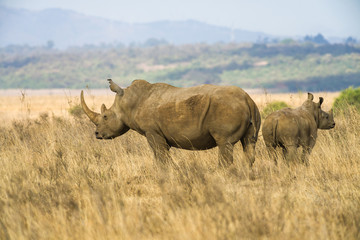 Obraz premium A white rhinoceros or square-lipped rhinoceros (Ceratotherium simum) mother with juvenile calf in tall dry grass, Nairobi National Park, Kenya