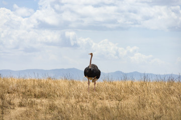 Naklejka premium A male Masai ostrich (Struthio camelus massaicus), also known as the pink-necked ostrich or East African ostrich standing in tall dry grass, Nairobi National Park, Kenya