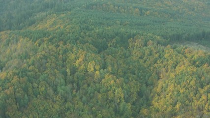 Aerial view of forests in Summer